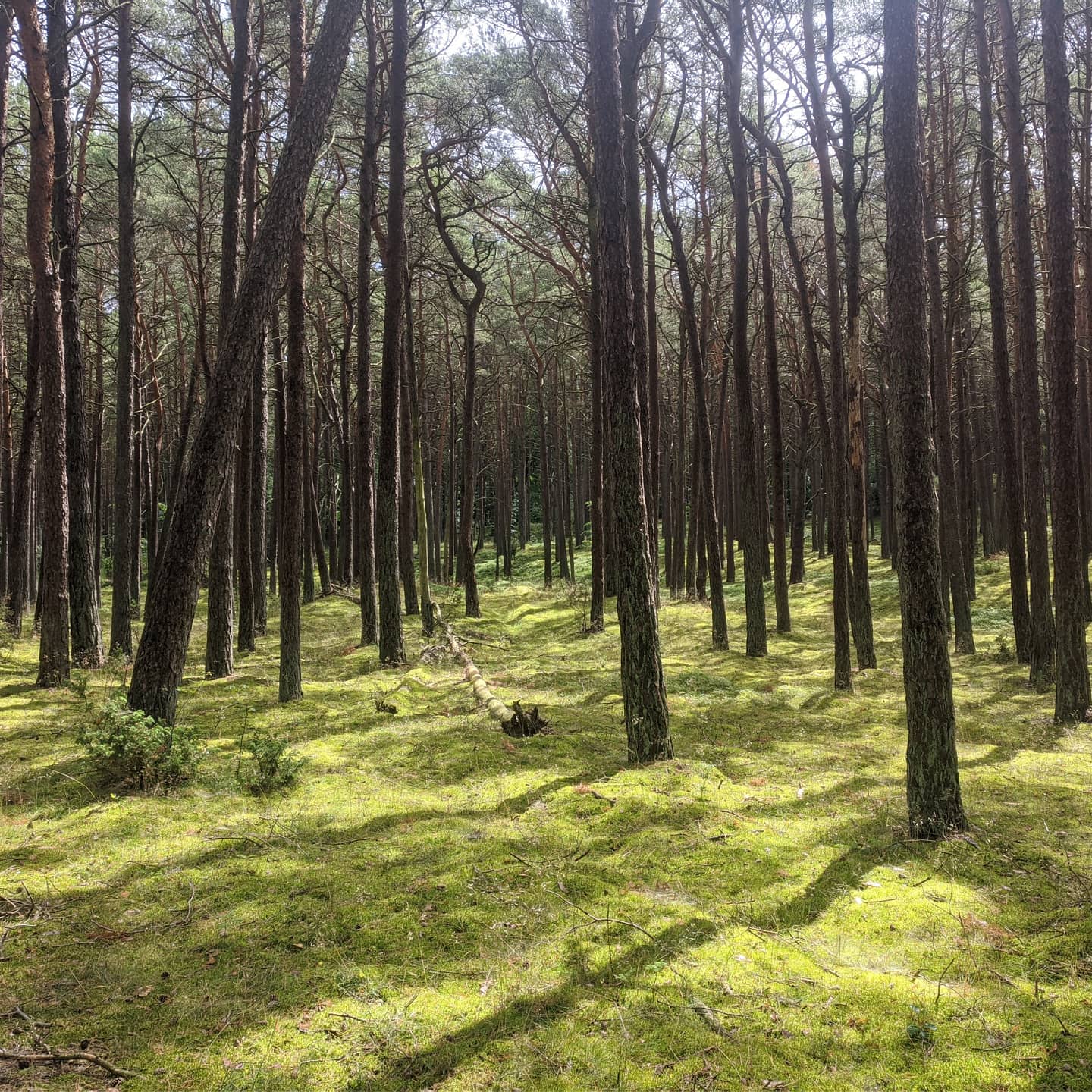 Poland 1 (2020-07-15)