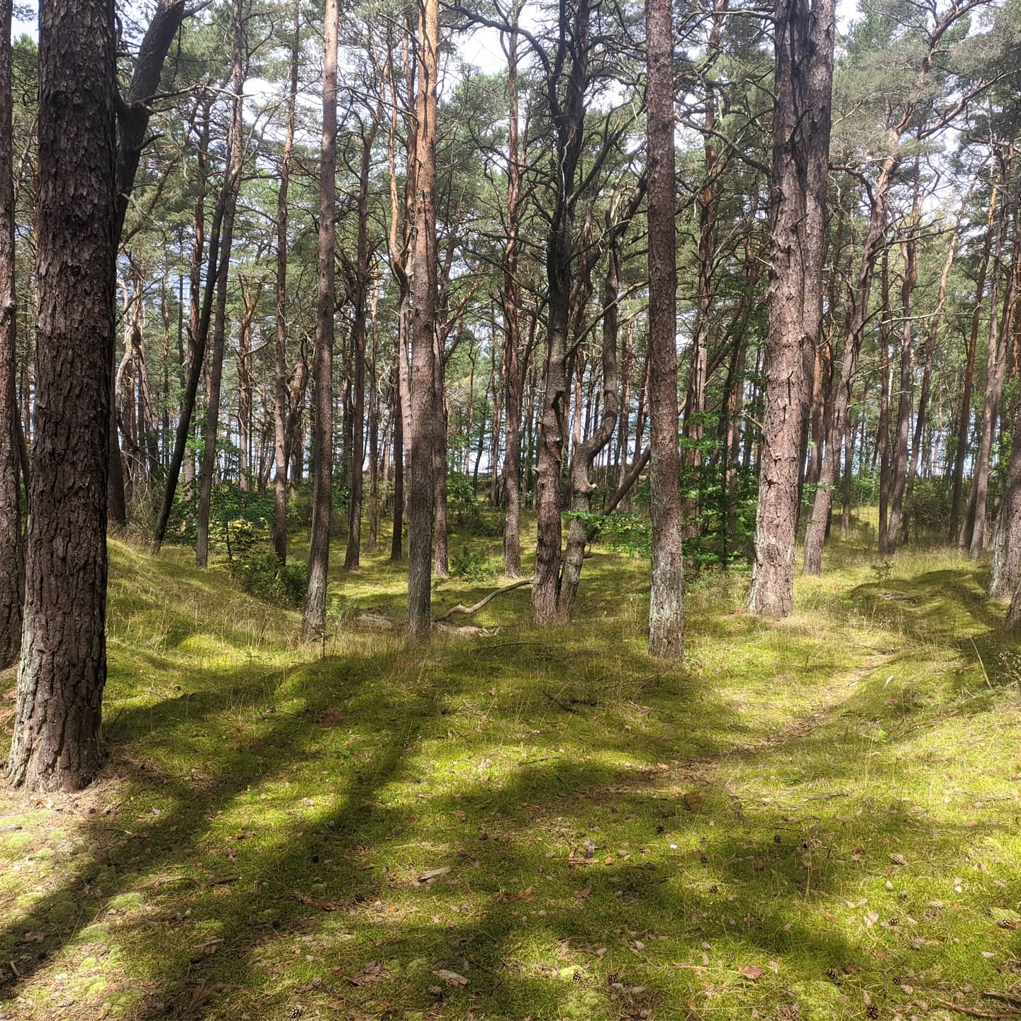 Poland 3 (2020-07-15)