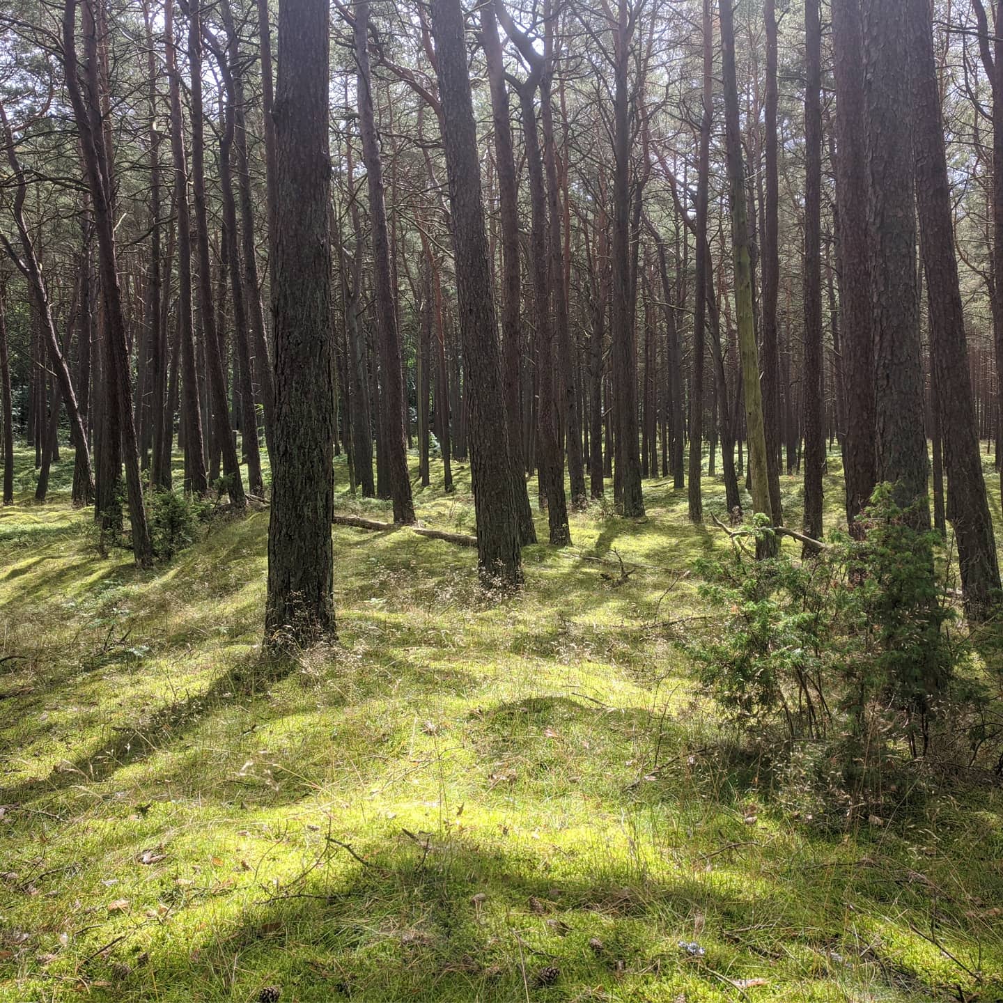 Poland 4 (2020-07-15)