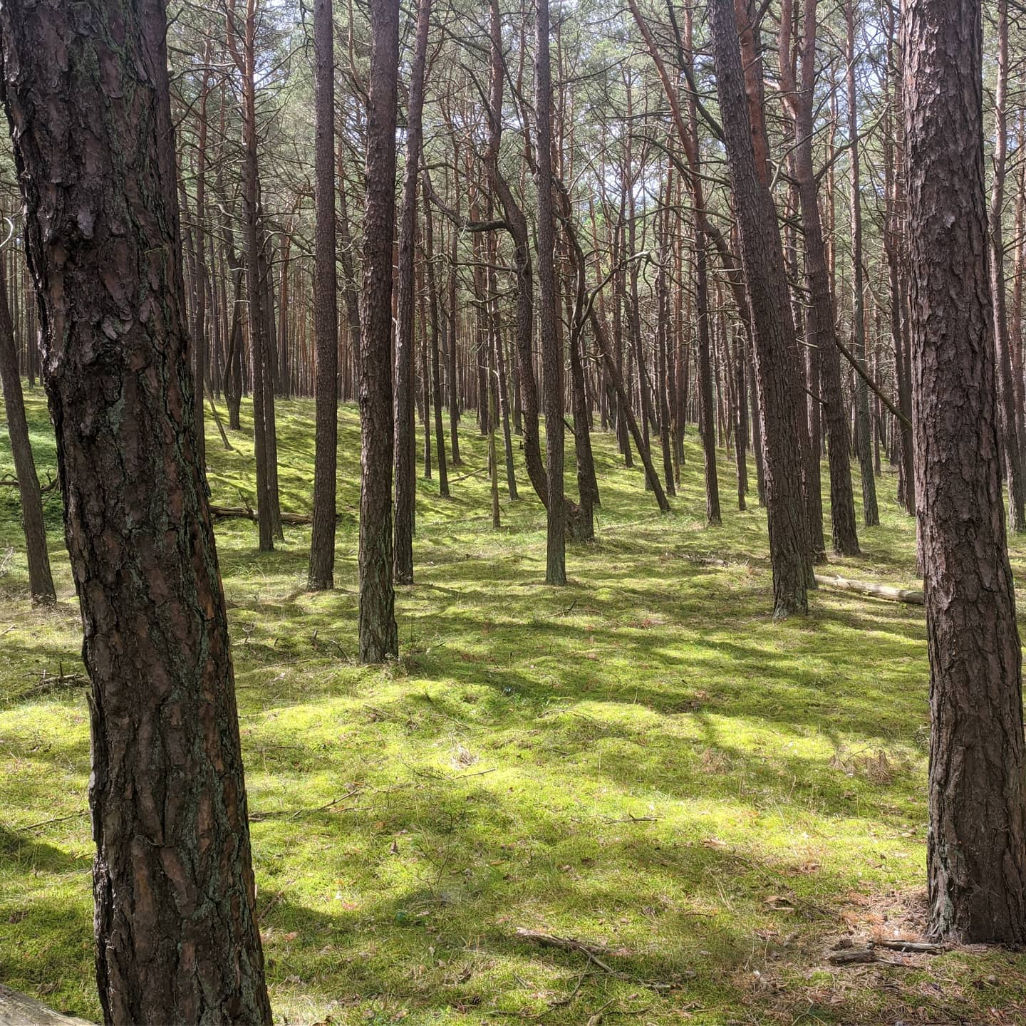 Poland 5 (2020-07-15)