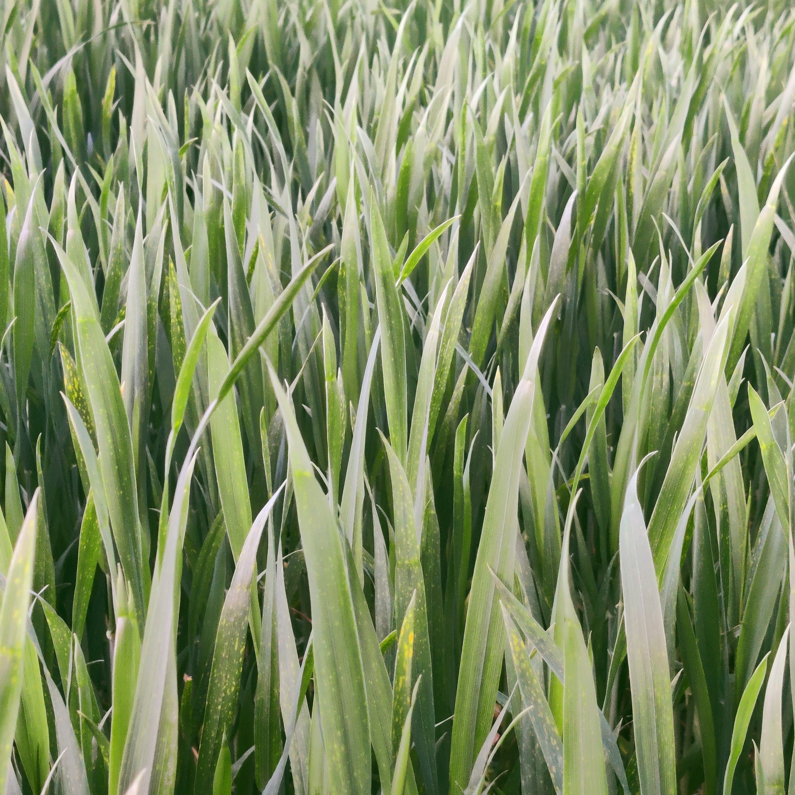 photo of long and wide blades of grass covering the entire image