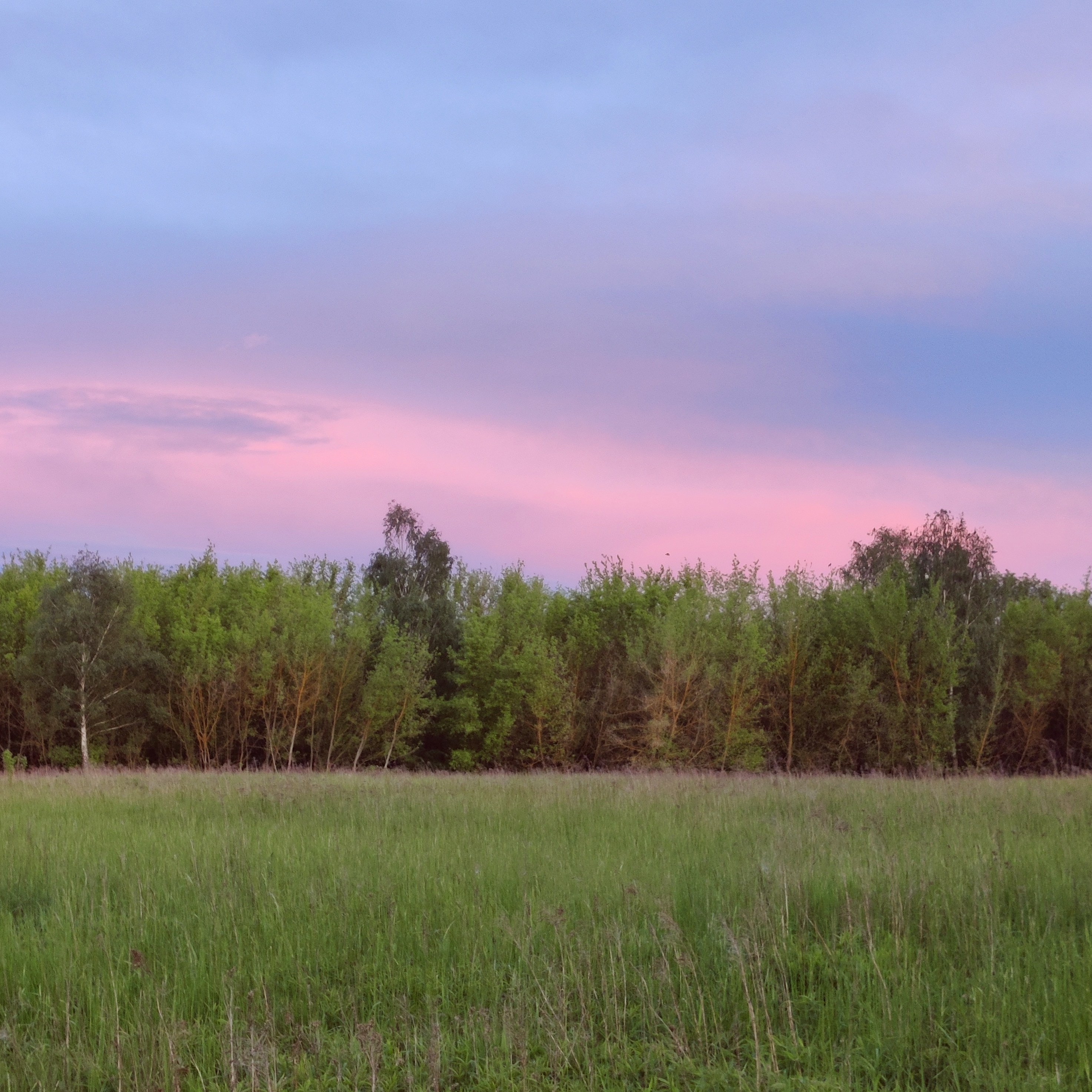 photo of a tree line with a meadow in front, occupying the lower third of the screen. the sky behind te trees is a gradient from the bottom to the top staring from pink to a light blue