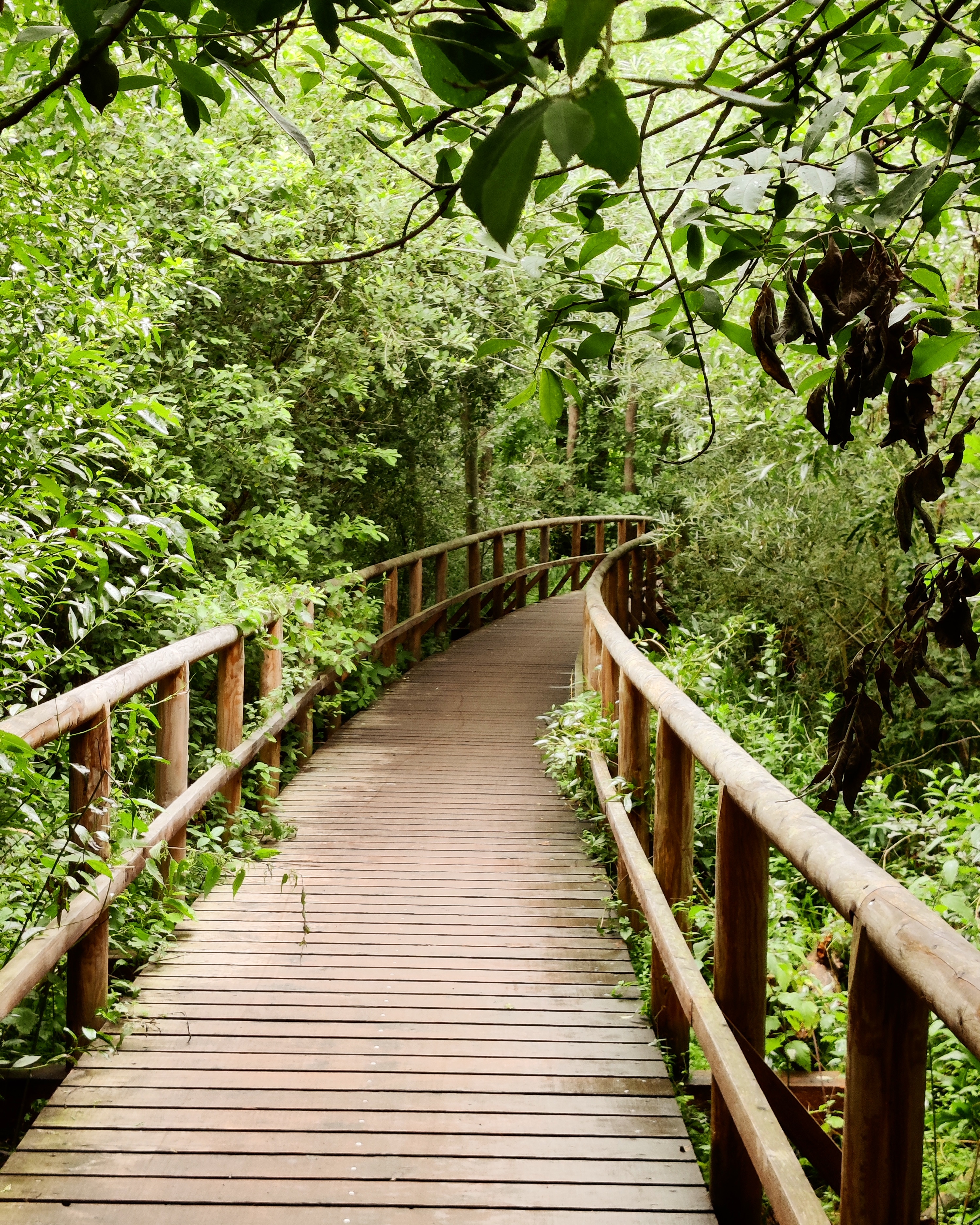 photo of a boardwalk with wooden railings on either side, the path disappears into the trees and leaves, gently curving to the right